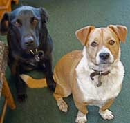Audrey and Asterix